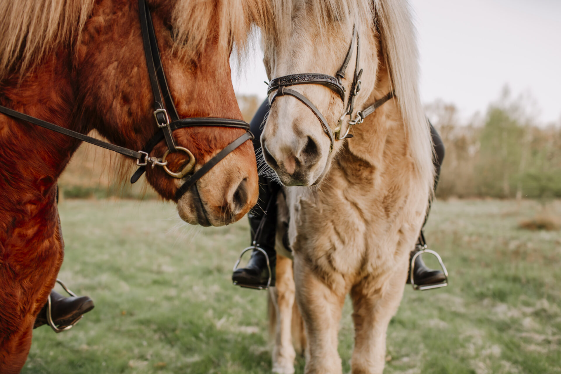 Islandpferde im warmen Abendlicht, Outdoor‑Shooting
